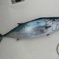 開進丸 釣果