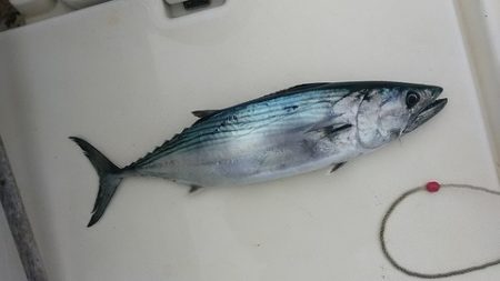 開進丸 釣果