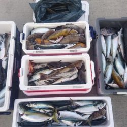 気仙沼 つり丸 釣果