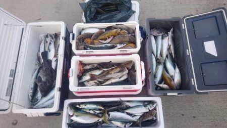 気仙沼 つり丸 釣果