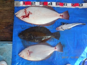 石川丸 釣果