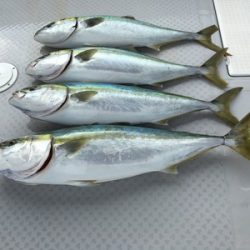 ミタチ丸 釣果