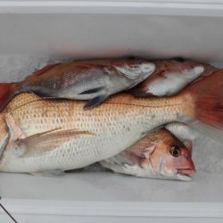 大進丸（新潟） 釣果