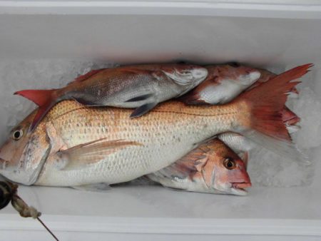 大進丸（新潟） 釣果