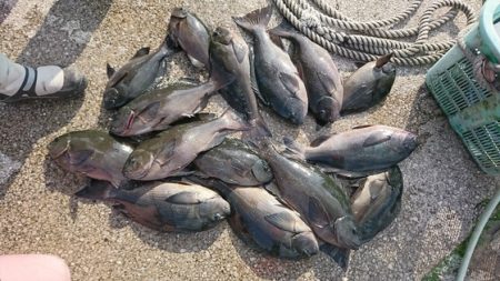 しば渡船 釣果