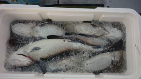 まるいち 釣果