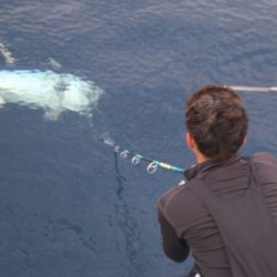 へいみつ丸 釣果