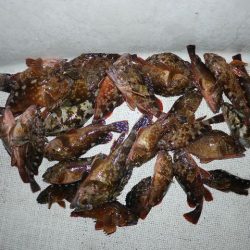 TOPGUN名古屋 釣果