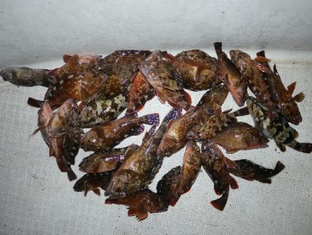 TOPGUN名古屋 釣果