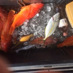 フィッシングハウス伊藤 釣果