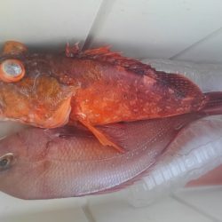 遊漁船 新鋭丸 釣果