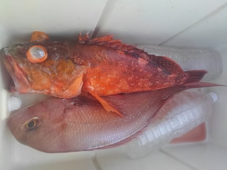 遊漁船 新鋭丸 釣果