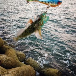 カレイ釣り！！