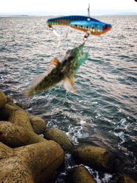 カレイ釣り！！