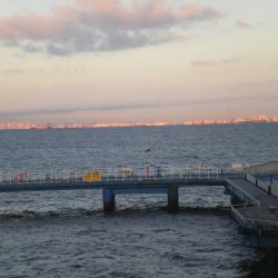 オリジナルメーカー海づり公園(市原市海づり施設) 釣果