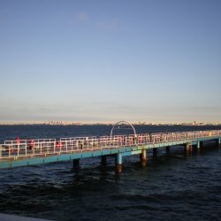 オリジナルメーカー海づり公園(市原市海づり施設) 釣果