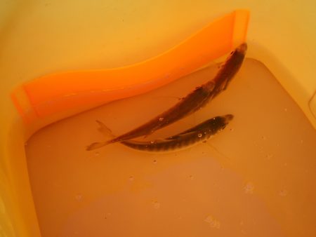 オリジナルメーカー海づり公園(市原市海づり施設) 釣果