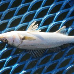 オリジナルメーカー海づり公園(市原市海づり施設) 釣果