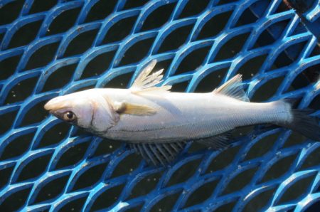 オリジナルメーカー海づり公園(市原市海づり施設) 釣果