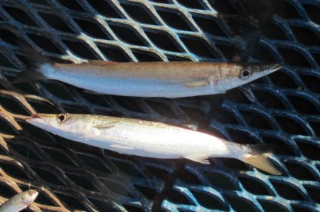 オリジナルメーカー海づり公園(市原市海づり…