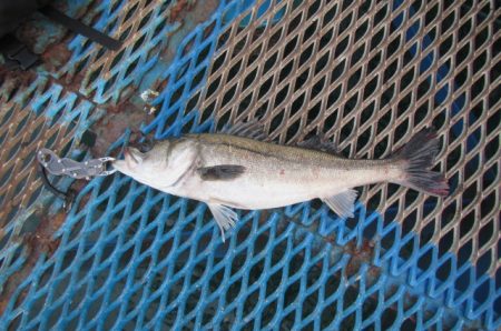 オリジナルメーカー海づり公園(市原市海づり施設) 釣果
