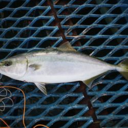 オリジナルメーカー海づり公園(市原市海づり施設) 釣果