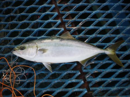 オリジナルメーカー海づり公園(市原市海づり…