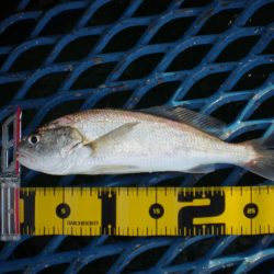 オリジナルメーカー海づり公園(市原市海づり施設) 釣果