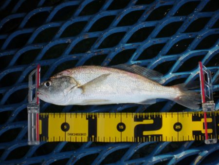 オリジナルメーカー海づり公園(市原市海づり施設) 釣果