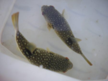 オリジナルメーカー海づり公園(市原市海づり施設) 釣果