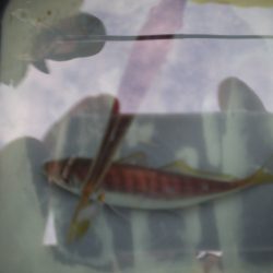 オリジナルメーカー海づり公園(市原市海づり施設) 釣果