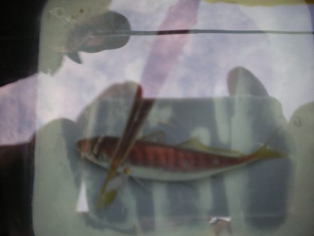 オリジナルメーカー海づり公園(市原市海づり施設) 釣果