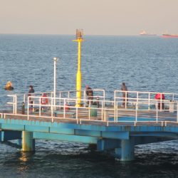 オリジナルメーカー海づり公園(市原市海づり施設) 釣果