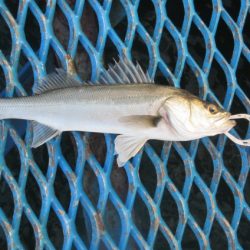 オリジナルメーカー海づり公園(市原市海づり施設) 釣果