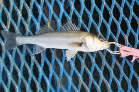 オリジナルメーカー海づり公園(市原市海づり…