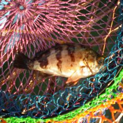 オリジナルメーカー海づり公園(市原市海づり施設) 釣果