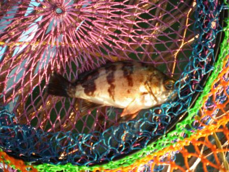 オリジナルメーカー海づり公園(市原市海づり施設) 釣果