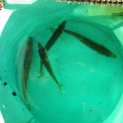 オリジナルメーカー海づり公園(市原市海づり施設) 釣果