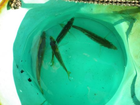 オリジナルメーカー海づり公園(市原市海づり施設) 釣果