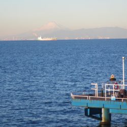 オリジナルメーカー海づり公園(市原市海づり施設) 釣果