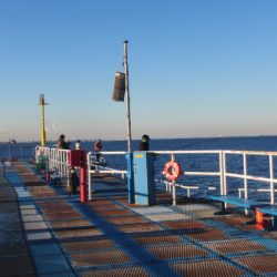 オリジナルメーカー海づり公園(市原市海づり施設) 釣果