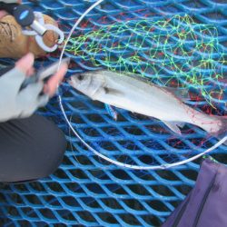 オリジナルメーカー海づり公園(市原市海づり施設) 釣果