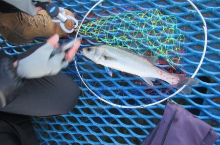 オリジナルメーカー海づり公園(市原市海づり施設) 釣果