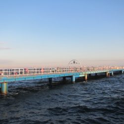 オリジナルメーカー海づり公園(市原市海づり施設) 釣果