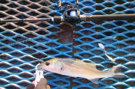 オリジナルメーカー海づり公園(市原市海づり施設) 釣果