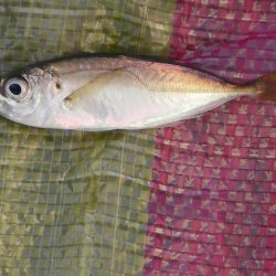 オリジナルメーカー海づり公園(市原市海づり施設) 釣果