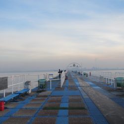 オリジナルメーカー海づり公園(市原市海づり施設) 釣果