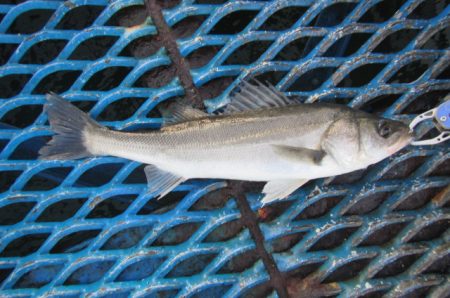 オリジナルメーカー海づり公園(市原市海づり施設) 釣果