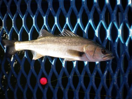 オリジナルメーカー海づり公園(市原市海づり施設) 釣果