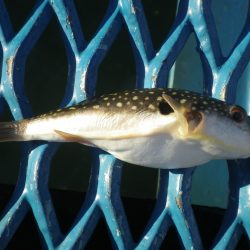 オリジナルメーカー海づり公園(市原市海づり施設) 釣果